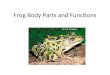 Frog Body Parts and Functions. Anatomy of a Frogs Head