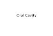 Oral Cavity. Objectives: Describe the boundaries of the oral cavity. Describe the normal anatomical structures of the oral cavity. Describe teeth and