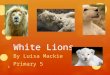 White Lions By Luisa Mackie Primary 5 1. Contents Page 1.Front Cover 2.Contents Page 3.Introduction 4.Where do white lions live? 5.What do white lions