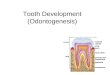 Tooth Development (Odontogenesis). Dentition Primary dentition – develops during prenatal period –20 teeth Permanent dentition – develops as the jaw grows