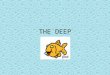 THE DEEP. Aphotic Zone (Deep Pelagic) Below 1000m (3280 ft) Explored < 1%