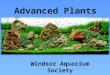 Advanced Plants Windsor Aquarium Society. Advanced Plants Basics Main Factors: – Lighting – Co2 – Substrate – Fertilizers – Time!