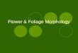 Flower & Foliage Morphology. Parts of the Flower