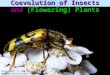 Coevolution of Insects and (Flowering) Plants Photographs in this presentation © Pearson Education or Fred M. Rhoades unless otherwise listed in notes