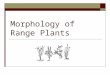 Morphology of Range Plants. Objectives Define plant morphology Describe characteristics of the leaves, stems, roots, and flowers of range plants Describe
