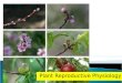 Plant Reproductive Physiology. Photoperiodism Temperature Nutrition