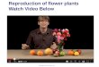 Reproduction of flower plants Watch Video Below Copyright Pearson Prentice Hall