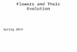 Flowers and Their Evolution Spring 2014. Flower = a short, determinate shoot bearing highly modified leaves, some of which are fertile (i.e., bearing