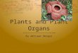 Plants and Plant Organs By Adriaan Berger. What are all the plant organs? One of the main plant organs is the stem. It holds the plant upright. It kind
