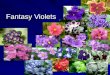 Fantasy Violets. The colouring "fantasy" does not repeat on 100 % at duplication AVSA registers grades "fantasy" at repeatability of this attribute in