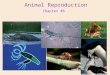 Chapter 46 Animal Reproduction. How does the human reproductive system work? Mammals, including humans produce gametes in paired organs called gonads