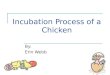 Incubation Process of a Chicken By: Erin Webb. Preparation Stage Chick incubation process is 21 days Gather fertilized eggs 2 – 3 days in advance Set