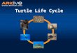 Turtle Life Cycle. What is a life cycle? The different stages an animal or plant goes through during its life. What stages might this include? - Birth
