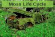 Moss Life Cycle Alternation of generations Zygote created from egg & sperm