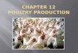 Poultry popular for holidays Chicken most popular Average American eats 75 pounds of poultry per year. Products from poultry: Meat Eggs Medicine and vaccines