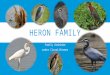 HERON FAMILY family Ardeidae order Ciconiiformes