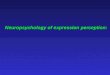 Neuropsychology of expression perception:. What brain structures are involved in emotional processing? What facial information is used to recognise expression?