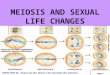 MEIOSIS AND SEXUAL LIFE CHANGES. YOU MUST KNOW… THE DIFFERENCES BETWEEN ASEXUAL AND SEXUAL REPRODUCTION THE ROLE OF MEIOSIS AND FERTILIZATION IN SEXUALLY