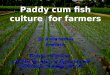 Paddy Cum Fish Culture for Farmers By