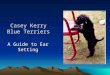 Casey Kerry Blue Terriers A Guide to Ear Setting