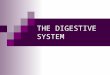 THE DIGESTIVE SYSTEM. Q #1 Digestion begins in the oral cavity. Process called digestion occurs as food is broken down both chemically and mechanically