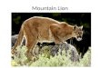 Mountain Lion. They live in the U.S. Rocky Mountains and the Andes in South America Found in 14 western states and Florida. HABITAT