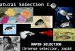 RAPID SELECTION (Intense selection, rapid evolution) Natural Selection II