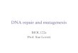 DNA repair and mutagenesis BIOL122a Prof. Sue Lovett