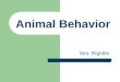 Animal Behavior Mrs. Rightler. Methods of Study Comparative psychology Ethology Behavioral ecology Sociobiology