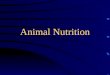Animal Nutrition. Need for Nourishment body processes require the use of energy obtained from ingested food or stored fat animal must have food to store