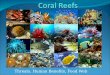 Threats, Human Benefits, Food Web. What are corals? Plants or animals? Plants make their own food Animals depend on outside sources for their nutritional