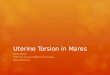 Uterine Torsion in Mares Stevie Willett VETE 402 Advanced Medical Terminology Week 8 Mid-Term