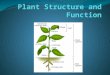 Specialized Tissues in Plants Plant Organs: Roots, Stems, and Leaves Roots Anchor the plant and absorb nutrients and water Mutualistic relationship with