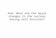 Aim: What are the major changes in the nucleus during cell division?