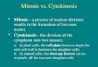 Mitosis vs. Cytokinesis Mitosis - a process of nuclear division; results in the formation of two new nuclei. Cytokinesis - the division of the cytoplasm