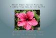 Bloom Where You’re Planted: Finding Your Way to the Garden A Simple Common Sense Guide to Finding Your University