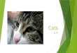 Cats by NF. Characteristics  Cats walk on their toes, like horses and dogs. When they walk, they use a pacing gait, which means they move the feet on
