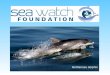 Bottlenose dolphin Bottlenose dolphins in Cardigan Bay are the smallest bottlenose dolphins in the world False