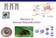 AP Biology 2007-2008 Meiosis & Sexual Reproduction