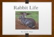 Rabbit Life By: Sarah Nace. What does my animal look like? Rabbits have brown fur There size is 38-45cm There length is8 ¼-18 ¼ They have a short white
