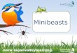 Minibeasts . What is a minibeast? A minibeast is a small animal or ‘creepy crawly’. Minibeasts have no backbone. Minibeasts