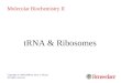 TRNA & Ribosomes Copyright © 1999-2008 by Joyce J. Diwan. All rights reserved. Molecular Biochemistry II