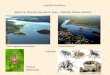 Spiders on Mazurian lake islands: Wigry –Mikołajki, Nidzkie, Bełdany) Analysis of variance Photo: Wigierski Park Narodowe Photo: Ruciane.net Araneus diadematus