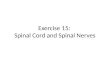 Exercise 15: Spinal Cord and Spinal Nerves. 1. Spinal Cord Extends from the foramen magnum of the skull to the first or second lumbar vertebra (L 1 &