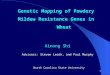 1 Genetic Mapping of Powdery Mildew Resistance Genes in Wheat Ainong Shi Advisors: Steven Leath, and Paul Murphy North Carolina State University