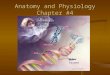 Anatomy and Physiology Chapter #4 23 pairs of chromosomes in the human nucleus Chromosome Genes Bases DNA Strand