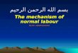 بسم الله الرحمن الرحيم The mechanism of normal labour By Dr. sallama kamel