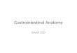 Gastrointestinal Anatomy KAAP 310. Alimentary Canal and Accessory Organs Alimentary Canal: – Mouth (oral cavity) – Pharynx – Esophagus – Stomach – Small
