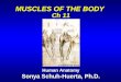 MUSCLES OF THE BODY Ch 11 Human Anatomy Sonya Schuh-Huerta, Ph.D. Leonardo Da Vinci
