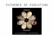 EVIDENCE OF EVOLUTION. Key Concepts What evidence supports the theory of evolution? How do scientists infer evolutionary relationships among organisms?